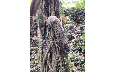 Championnat d’Europe 3D